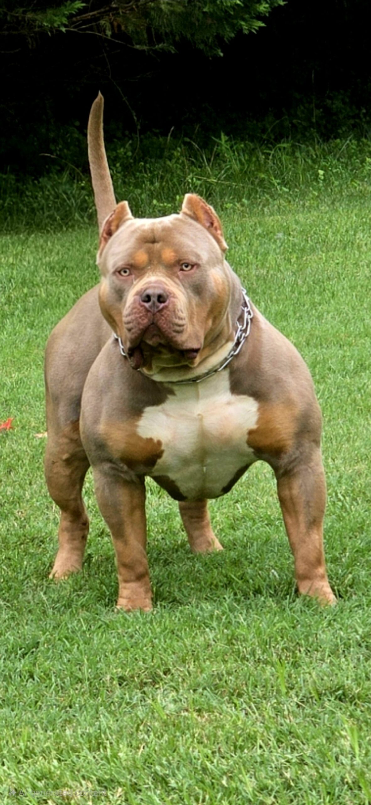 Dog Featured Image