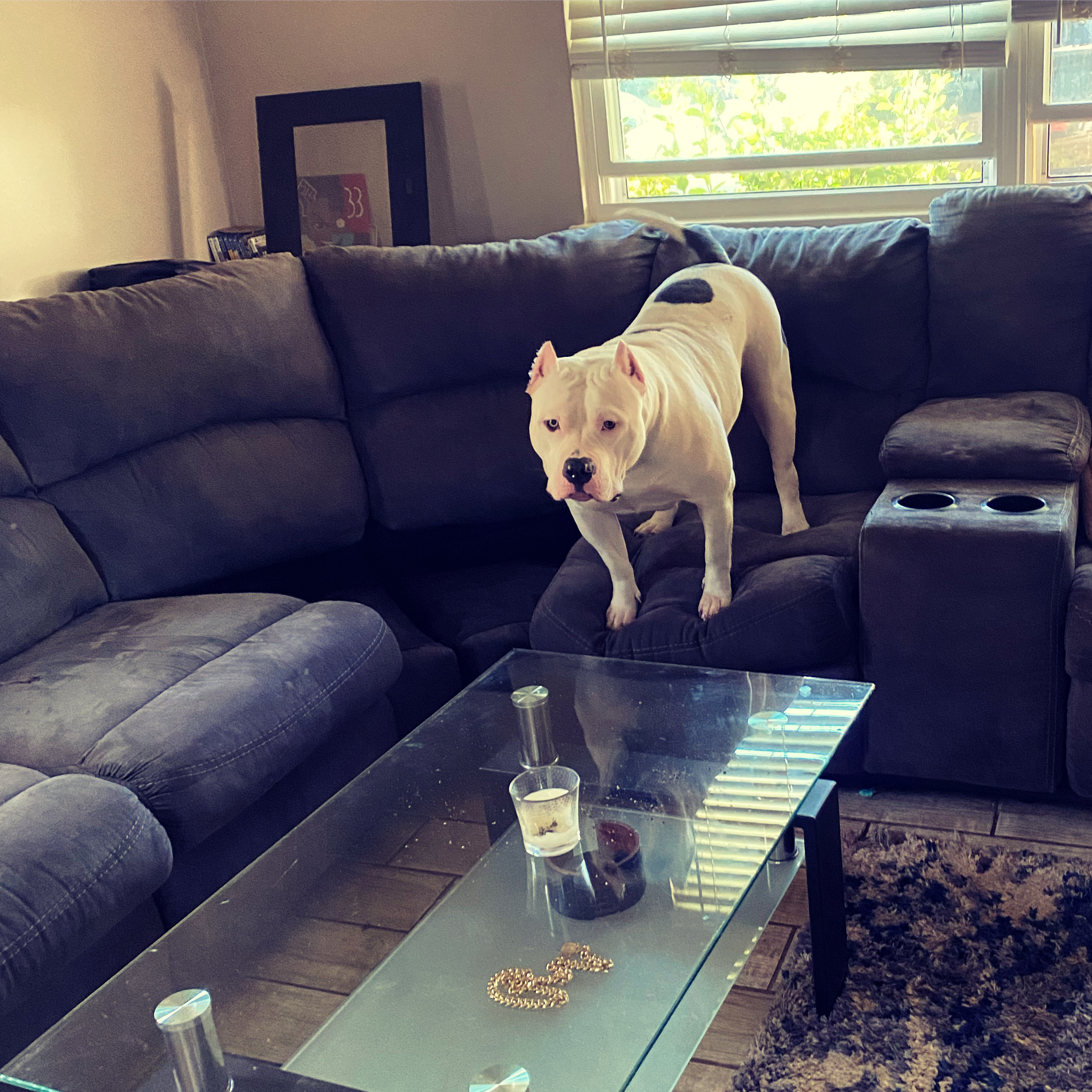 Dog Featured Image