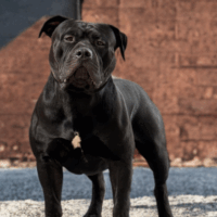 Quality Bully World Black Jack