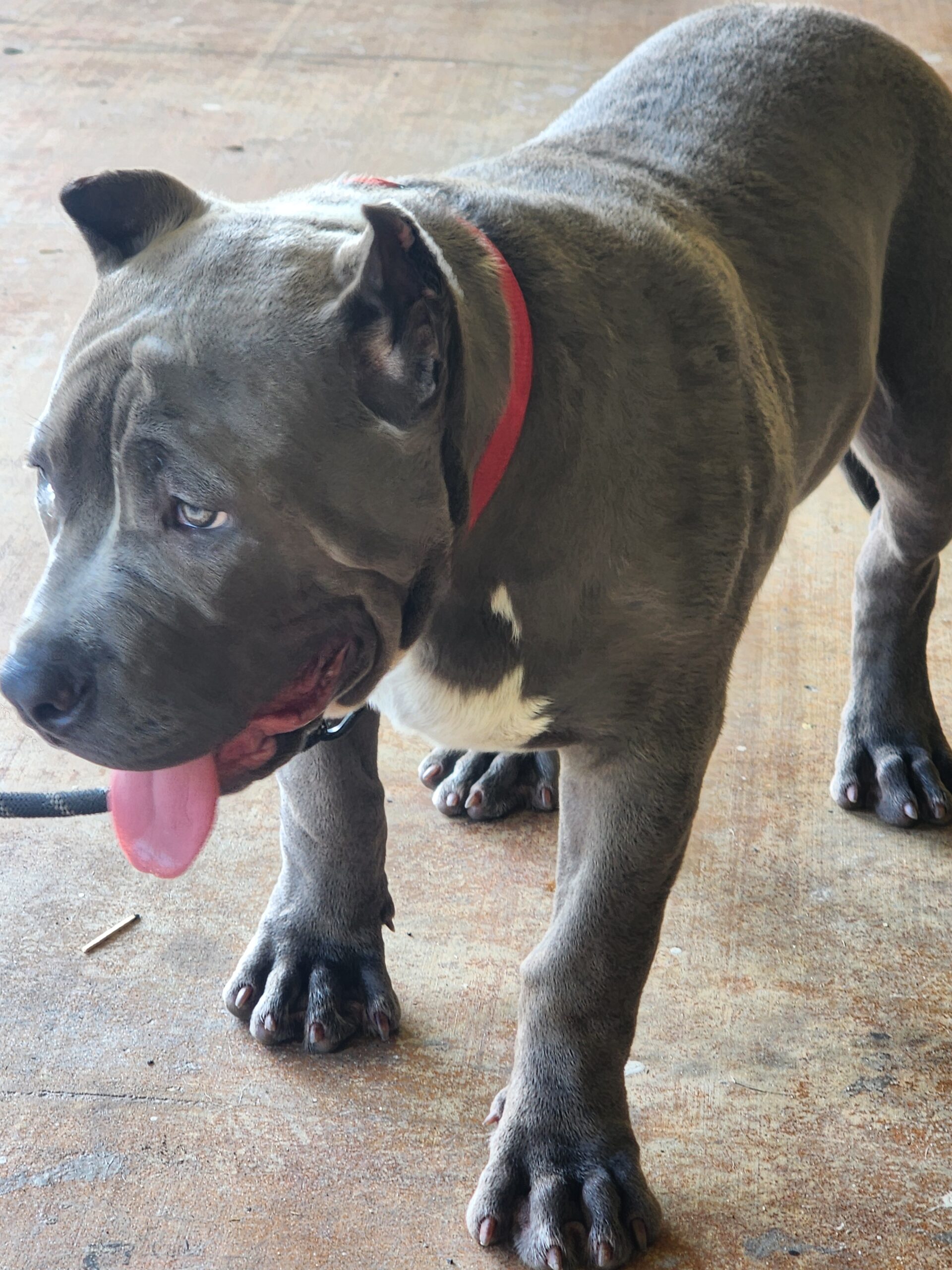 Dog Featured Image