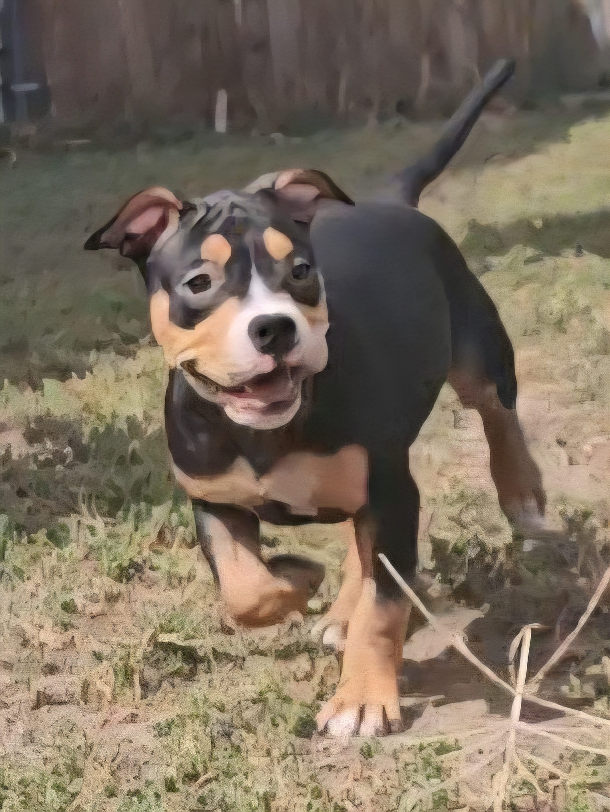Dog Featured Image