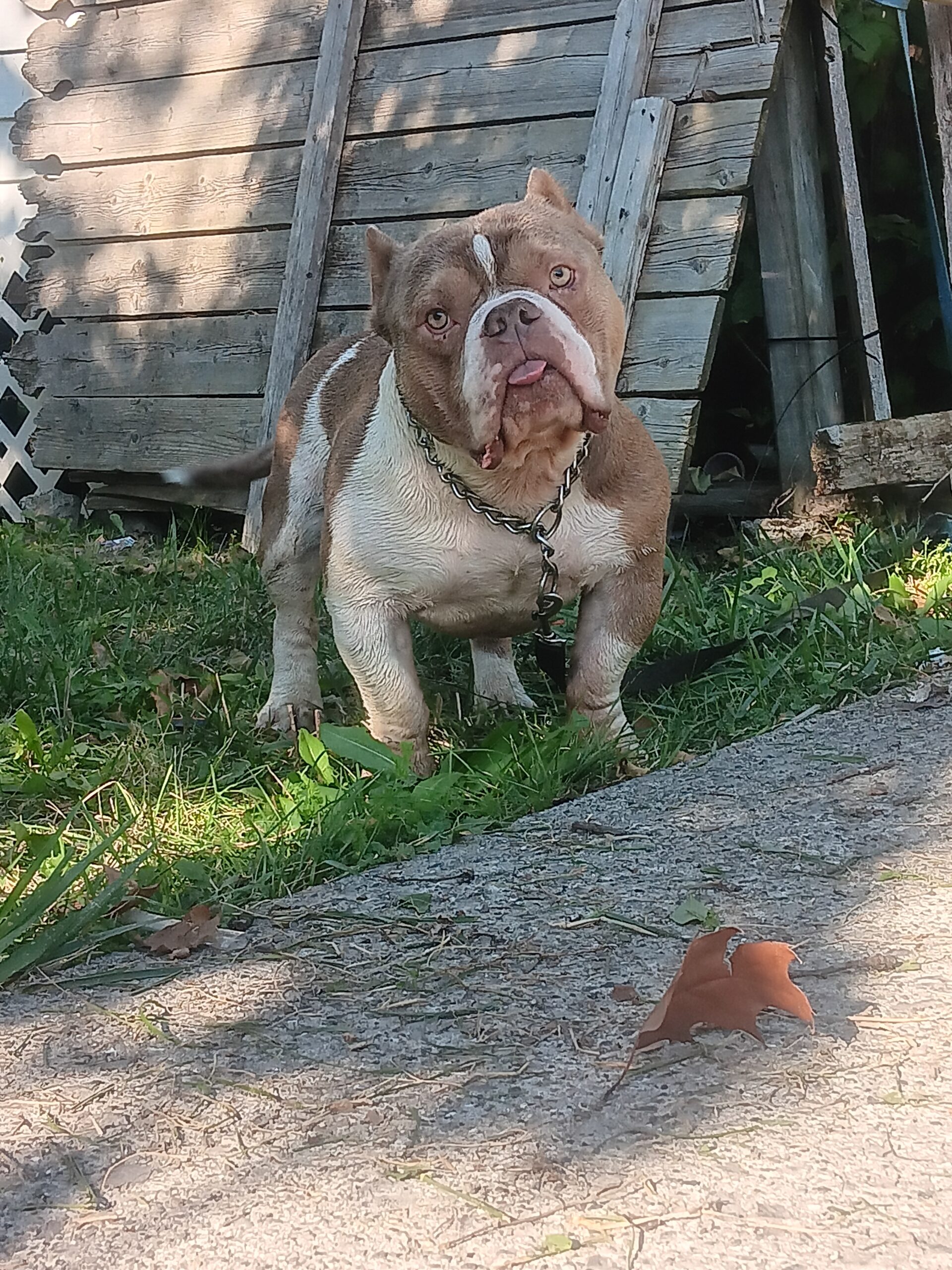 Dog Featured Image