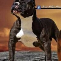 WTAB Riddick
