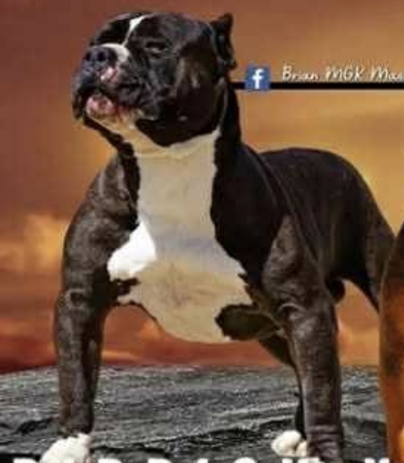 Dog Featured Image