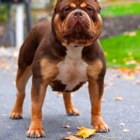 Dog Featured Image