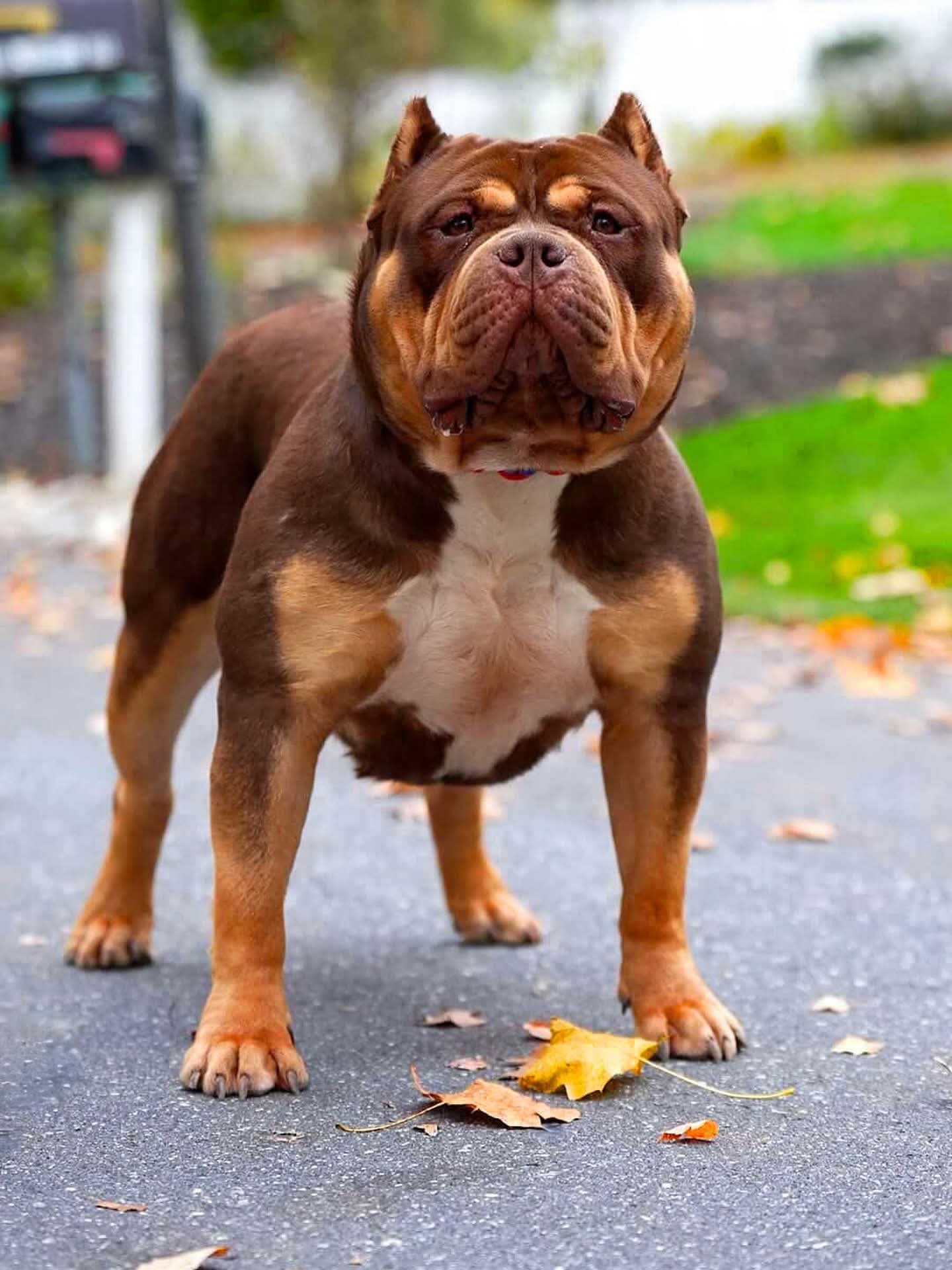 Dog Featured Image