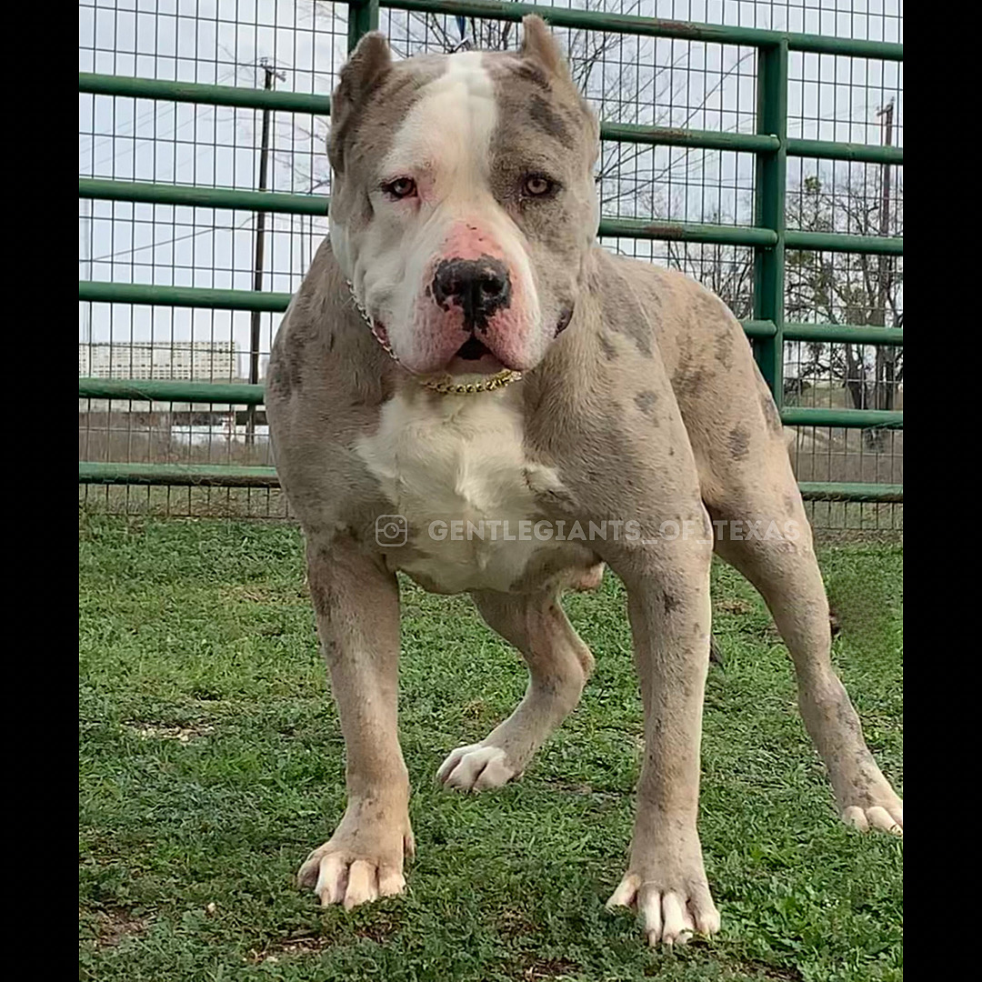 Dog Featured Image