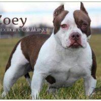 Gooch-lines Zoey of jcbulliez
