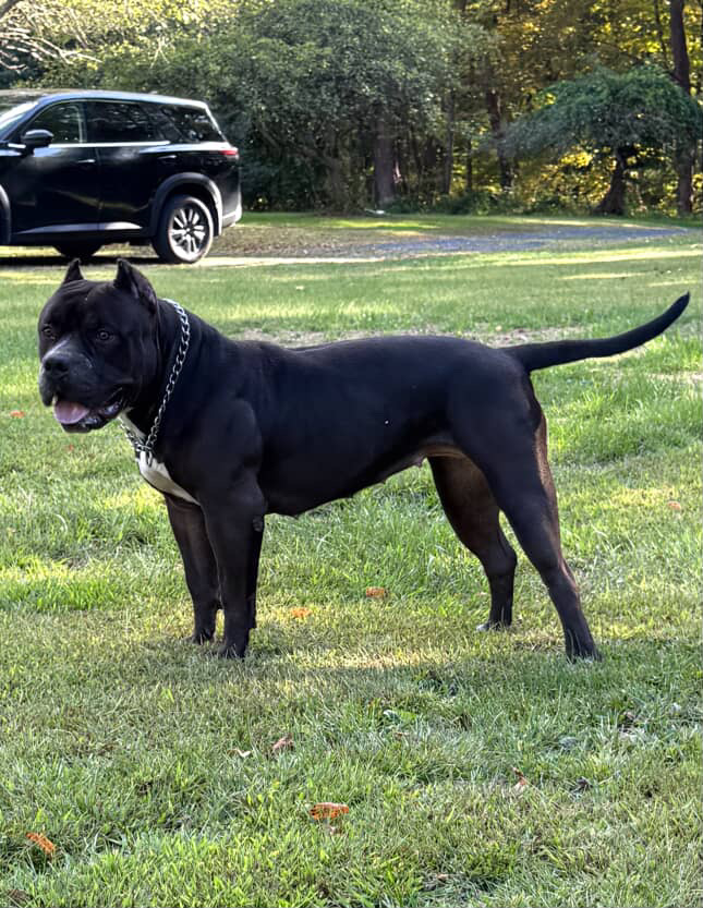 Dog Featured Image