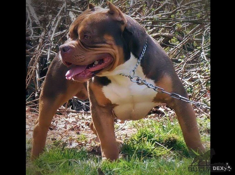 Dog Featured Image
