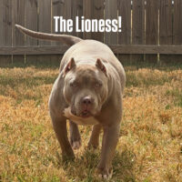 XLRG’s THE LIONESS