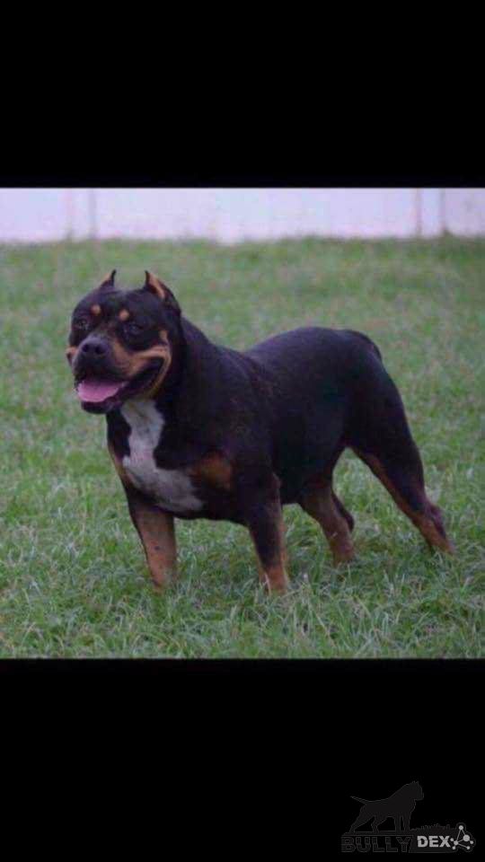 Dog Featured Image