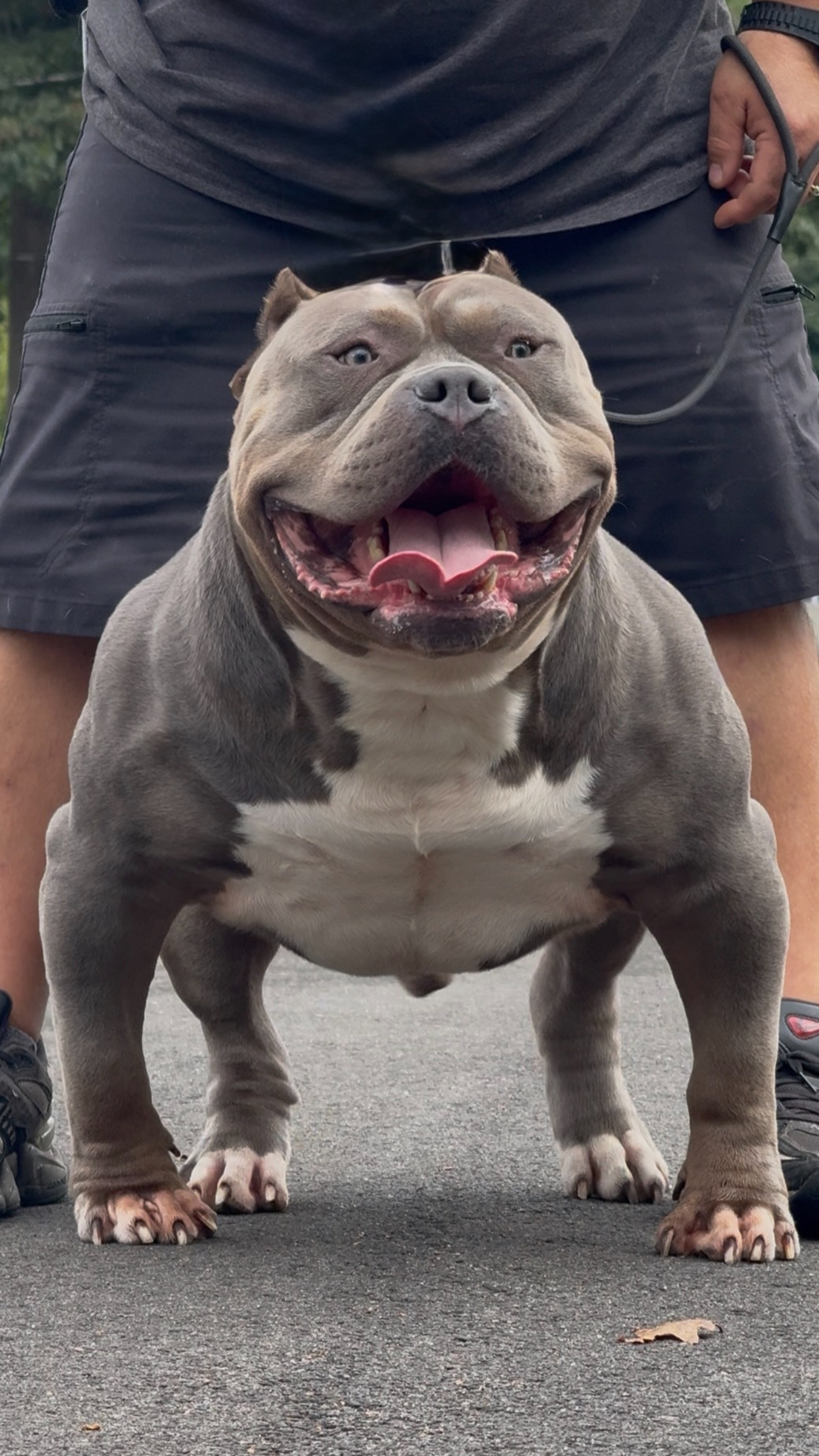 Dog Featured Image