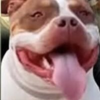 BullyVille’s Chanel