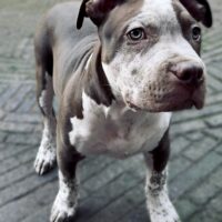 Atlas Lion Bullys DIESEL