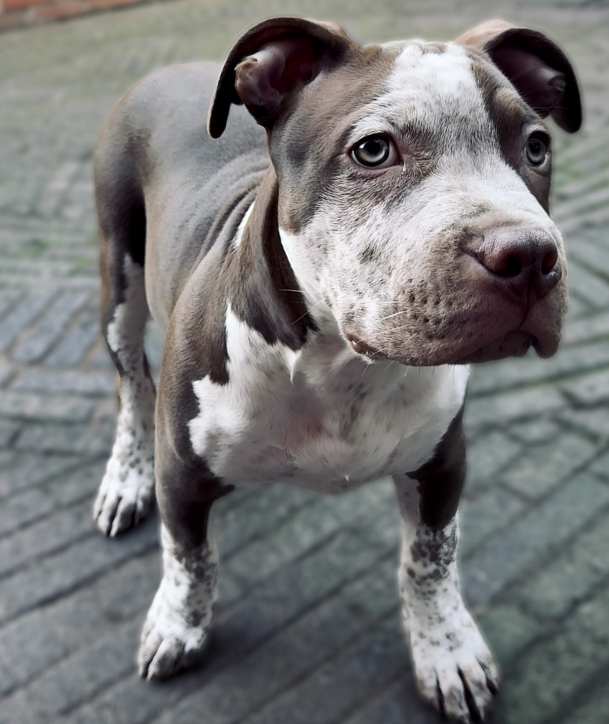 Dog Featured Image