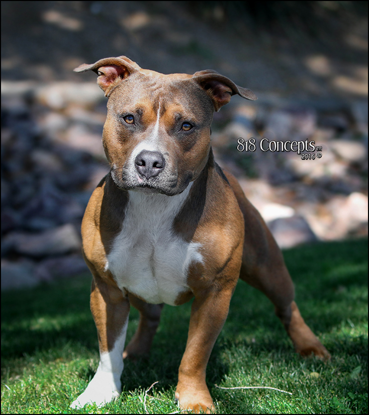 Dog Featured Image