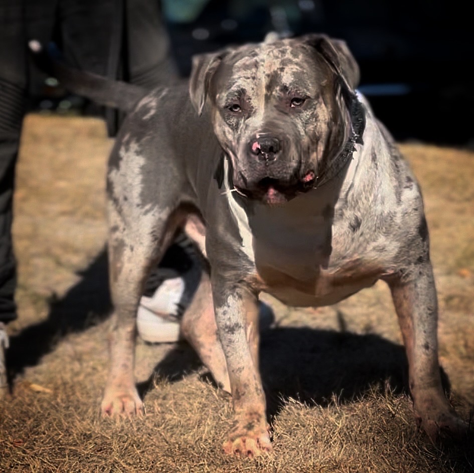 Dog Featured Image