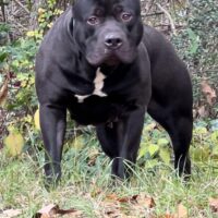 435 WISDOM – Bullies of Texas