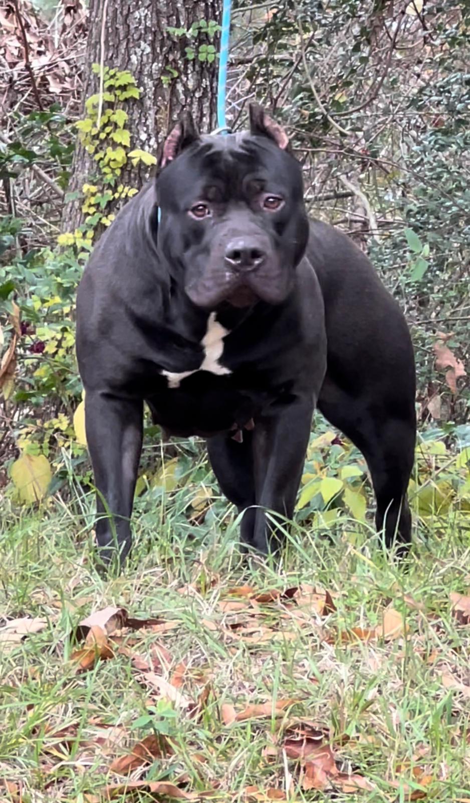 Dog Featured Image