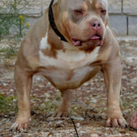 Sincitybullies Linqx