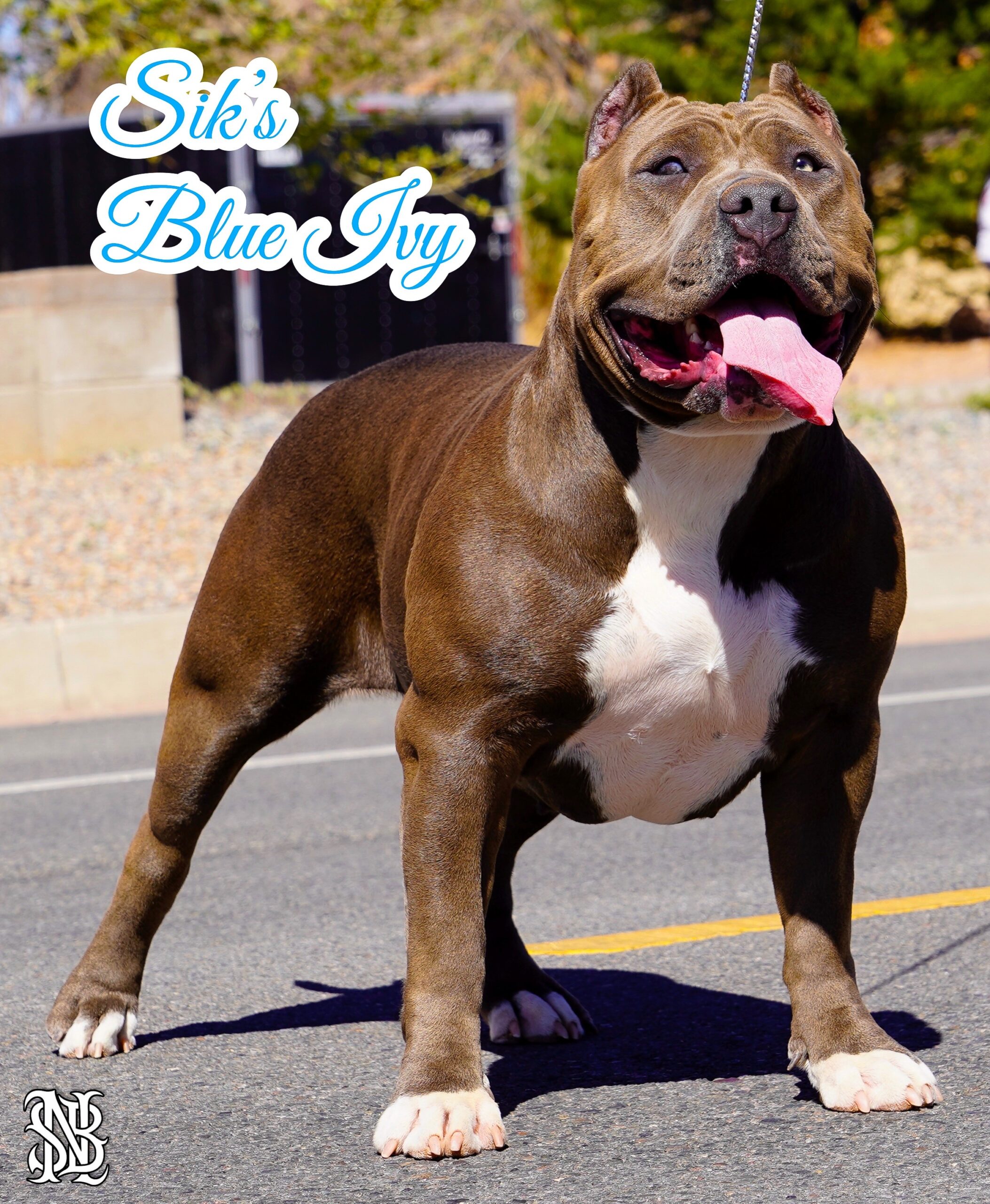 Dog Featured Image