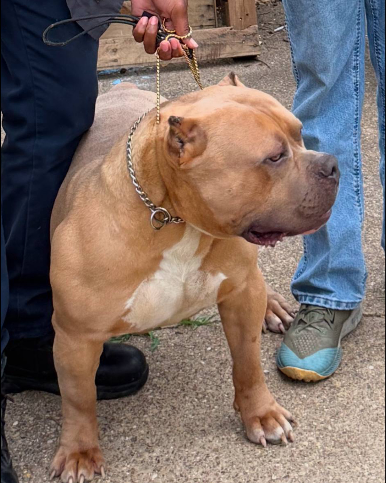 Dog Featured Image