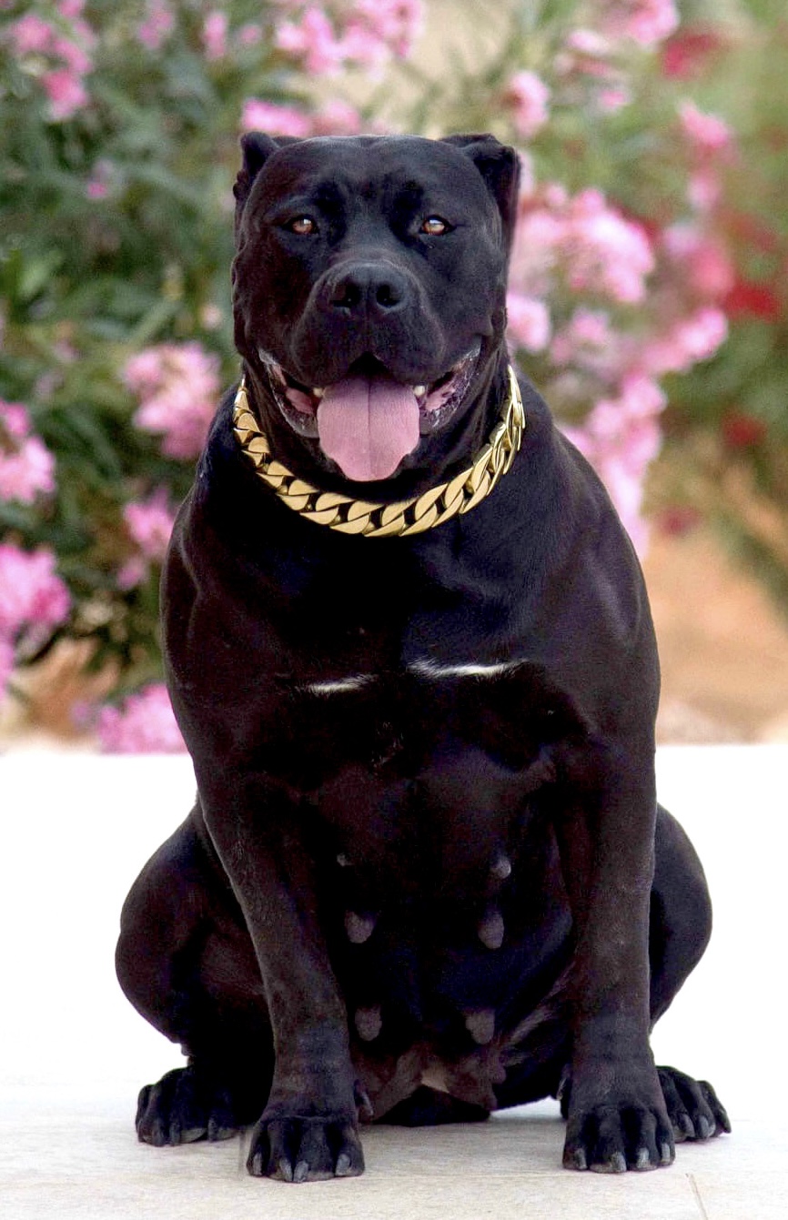Dog Featured Image