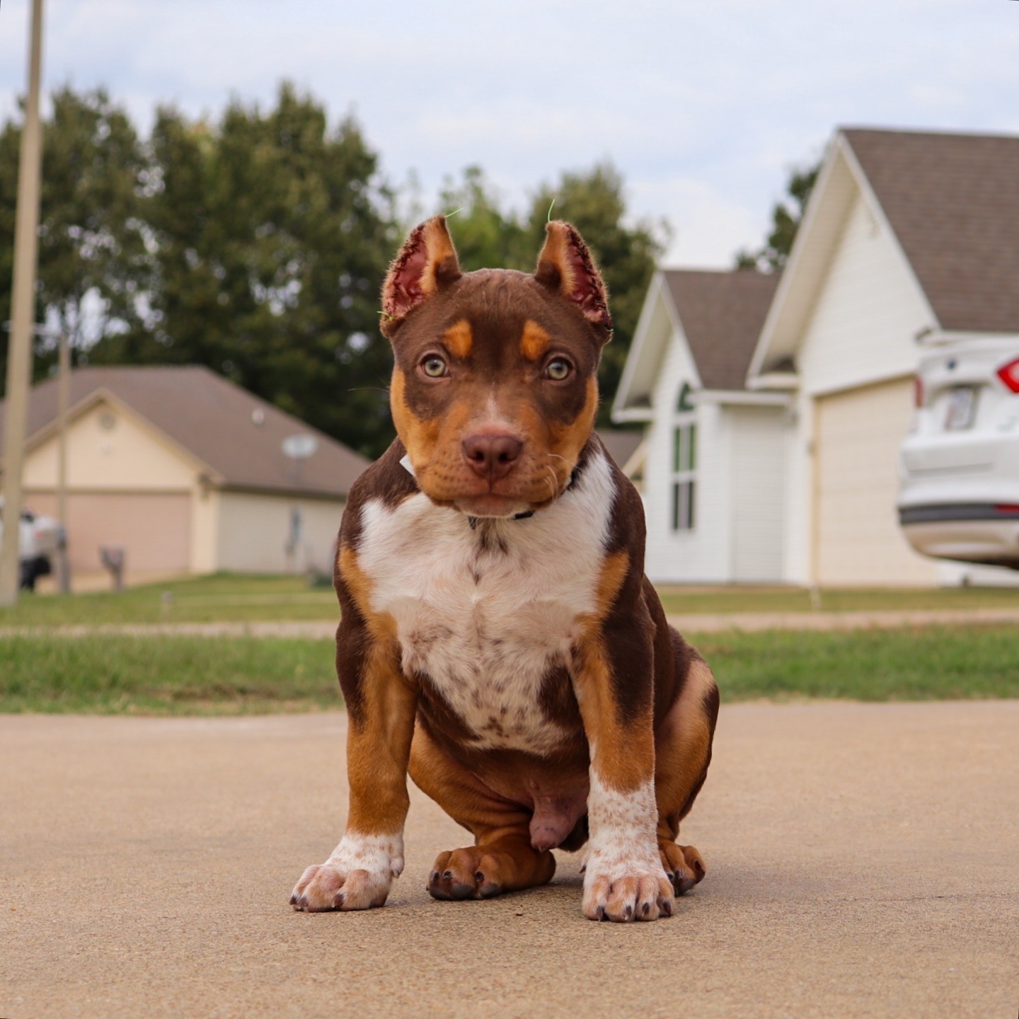 Dog Featured Image