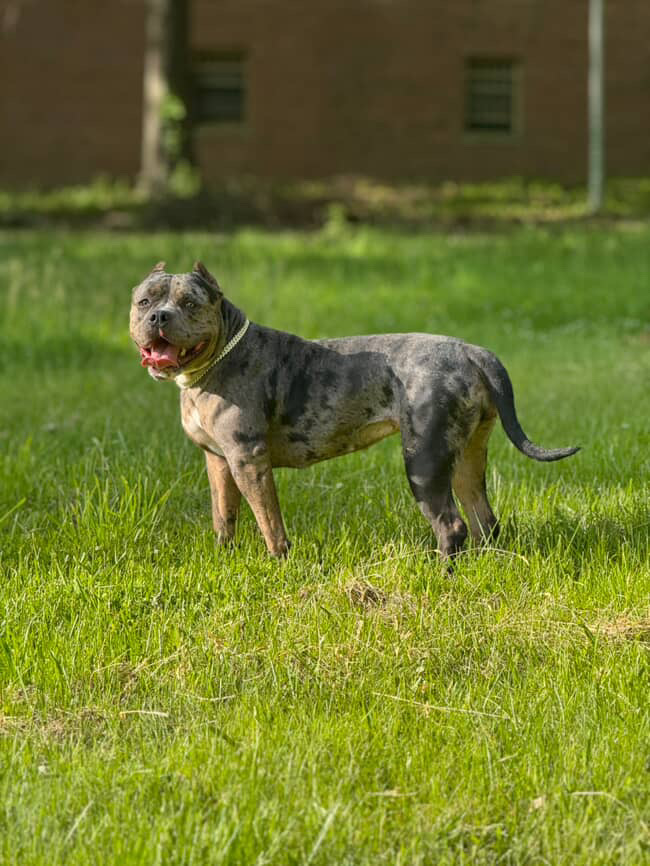 Dog Featured Image
