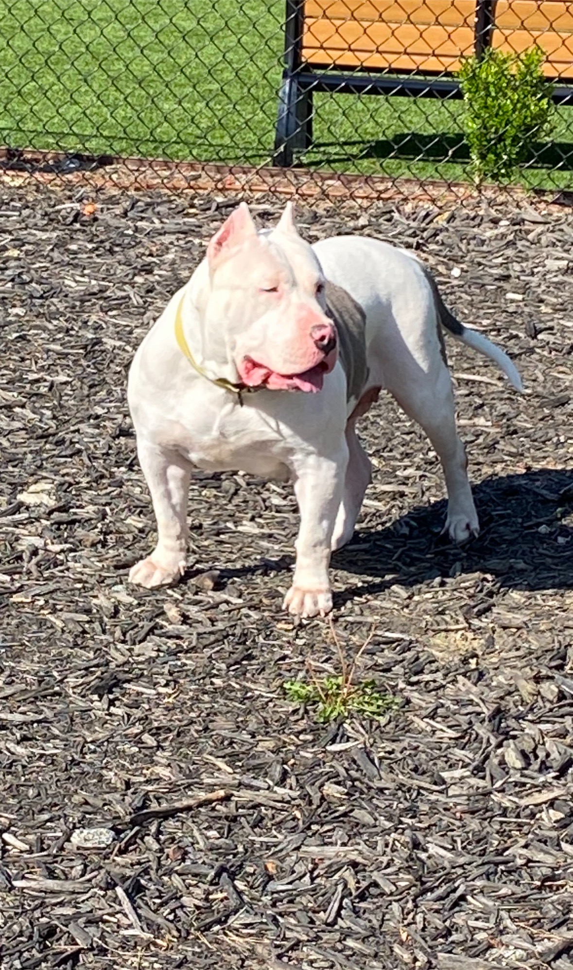 Dog Featured Image