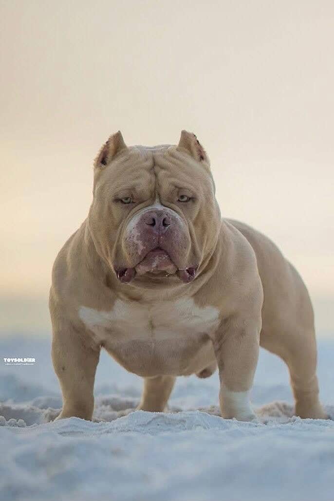 Dog Featured Image
