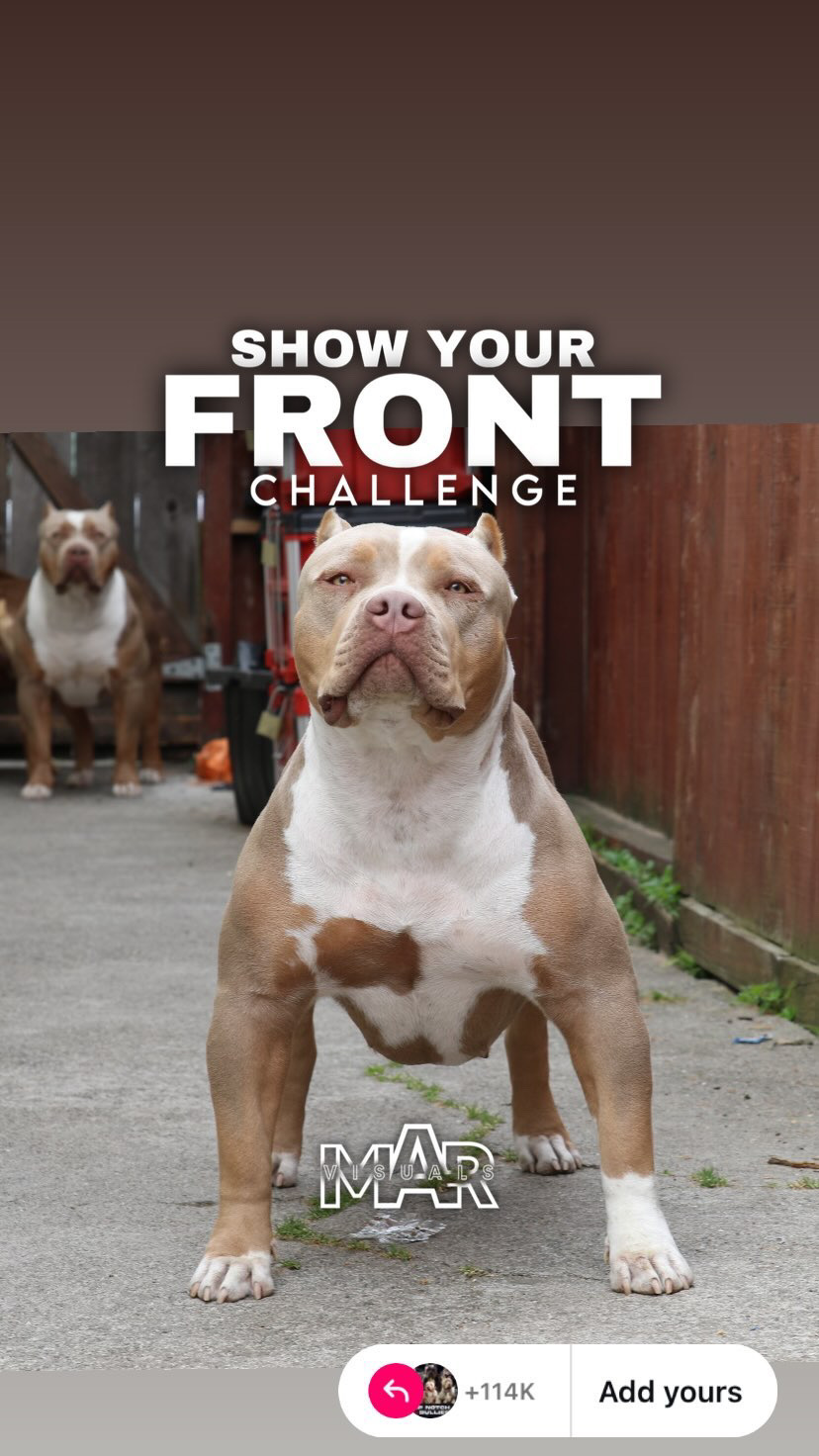Dog Featured Image