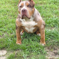 KhaoticBullyKennel’s Twixie