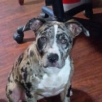 S.B.G. NylaBear