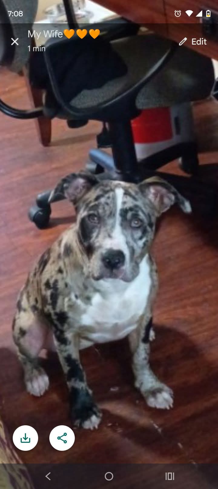 Dog Featured Image