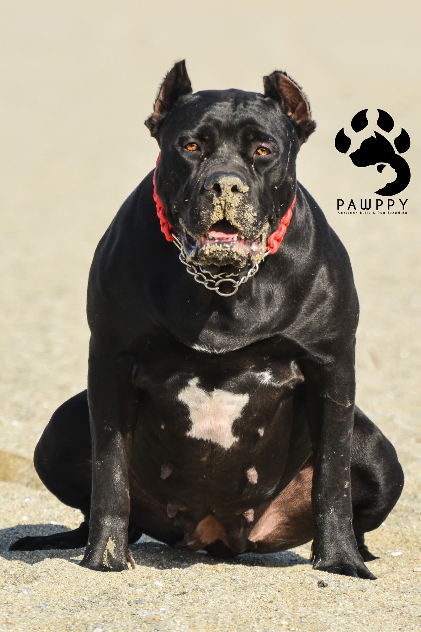 Dog Featured Image