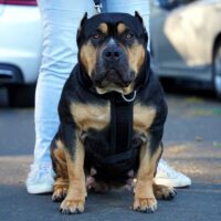 Dog Featured Image