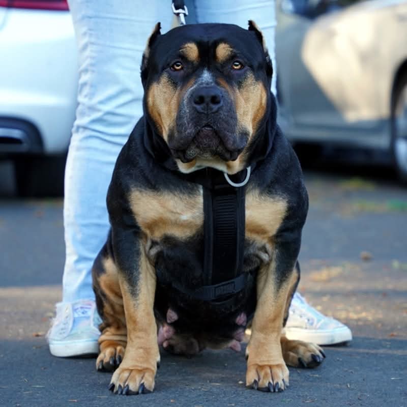 Dog Featured Image