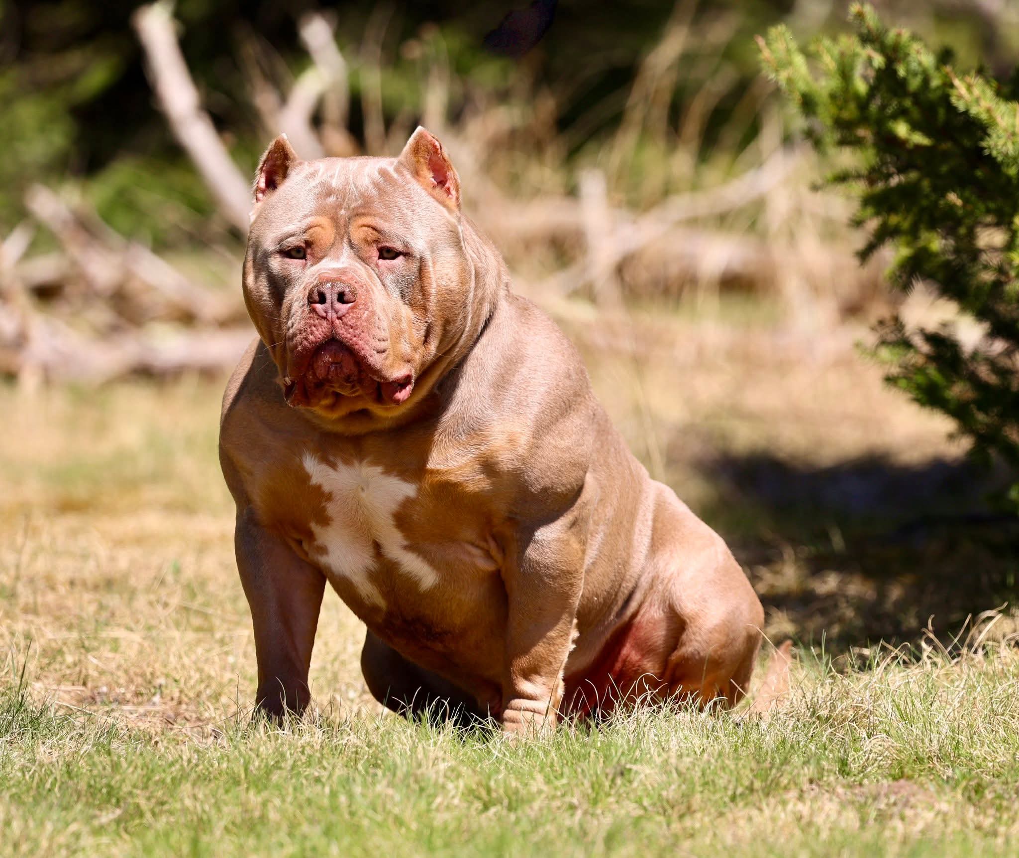 Dog Featured Image