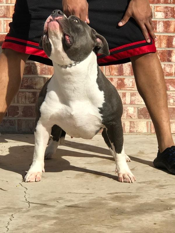 Dog Featured Image