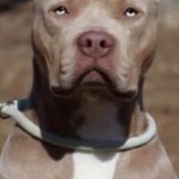 TOPDOGBULLS ROUSEY