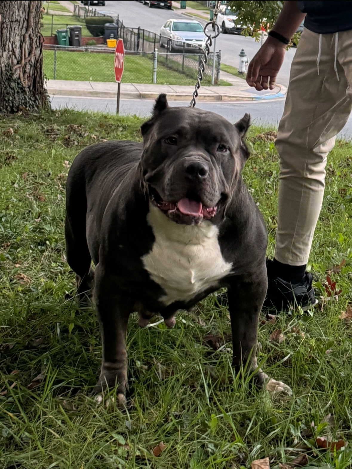 Dog Featured Image
