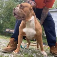 Probulls Escanor