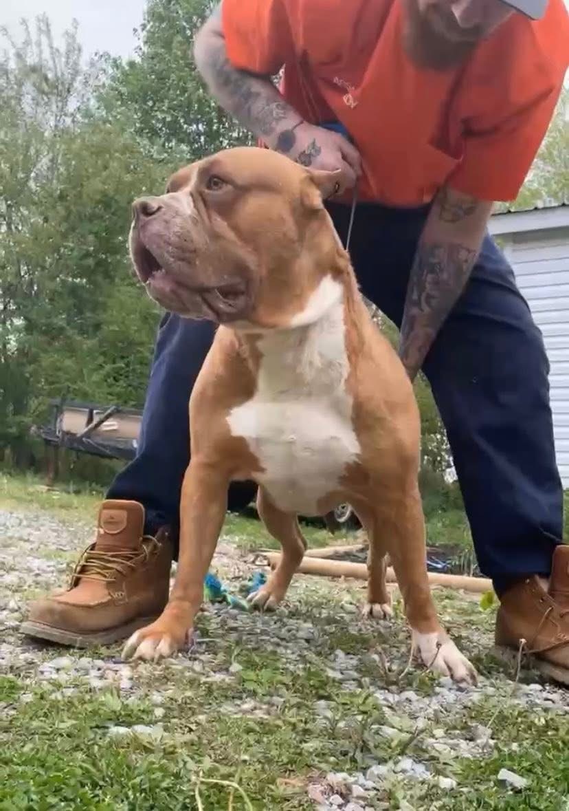 Dog Featured Image