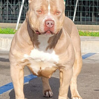 Golden Bullys Willow Piper