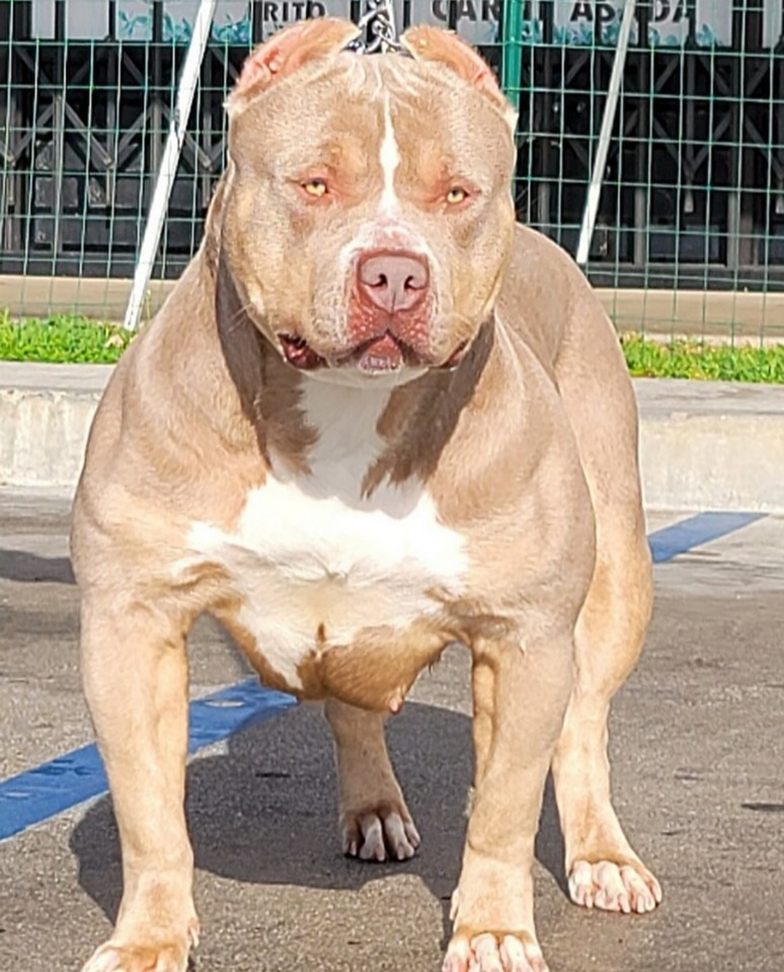 Dog Featured Image