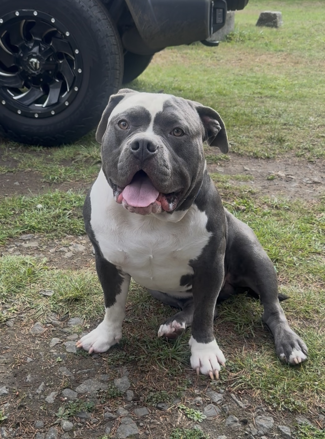 Dog Featured Image