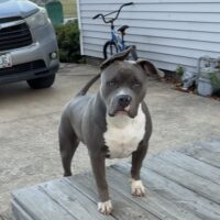 Dog Featured Image