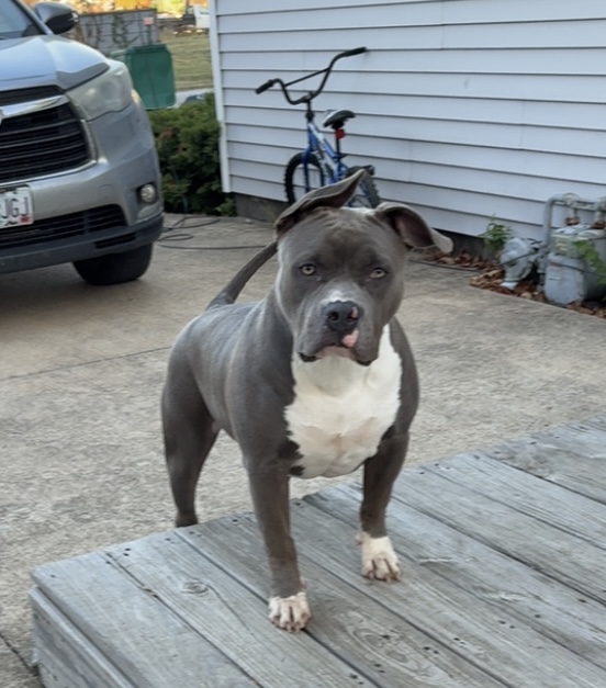 Dog Featured Image